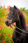 Exmoor Pony Portrait