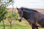 Exmoor-Pony