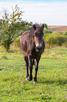 walking Exmoor-Pony