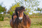 Exmoor-Pony