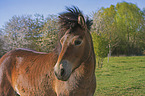 Exmoor Pony