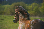 Exmoor Pony portrait