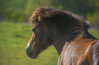 Exmoor Pony portrait