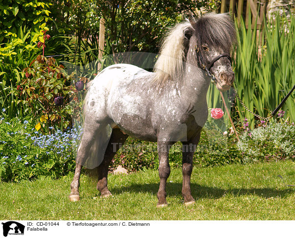 Falabella / Falabella / CD-01044