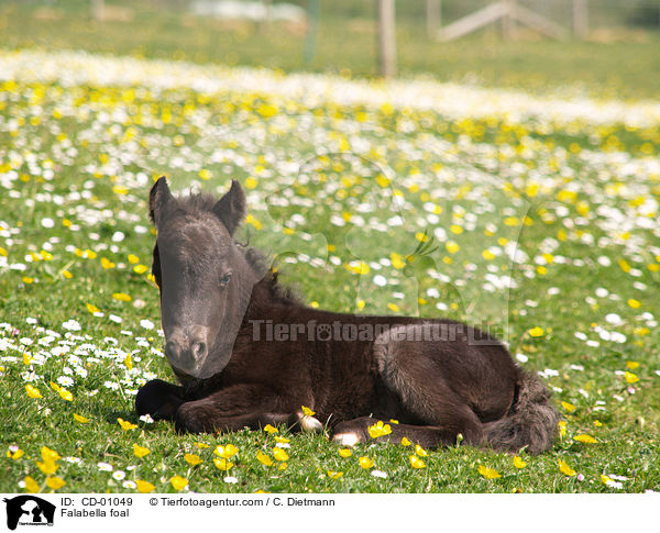 Falabella Fohlen / Falabella foal / CD-01049
