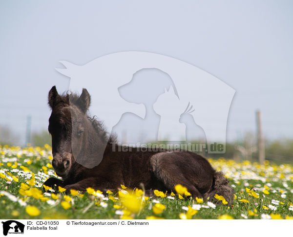 Falabella foal / CD-01050