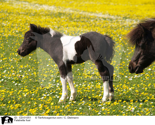 Falabella Fohlen / Falabella foal / CD-01051