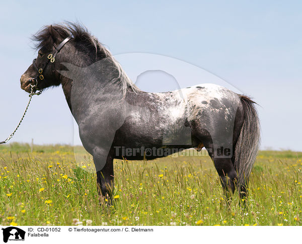 Falabella / Falabella / CD-01052