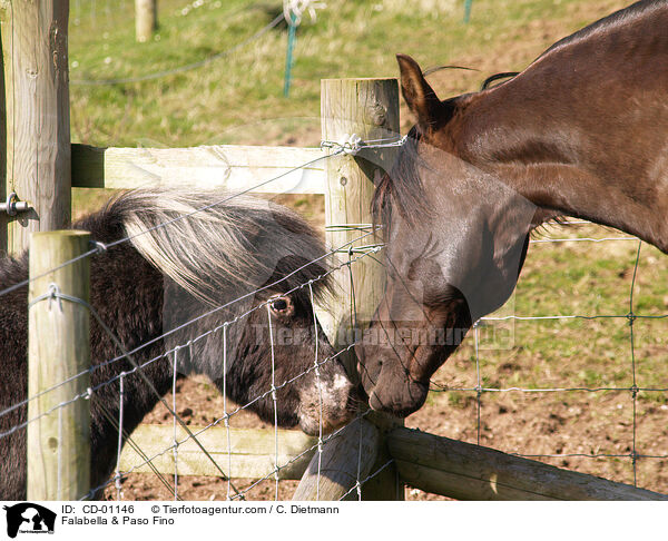 Falabella & Paso Fino / CD-01146