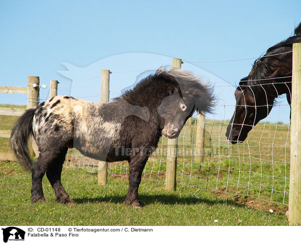 Falabella & Paso Fino / CD-01148