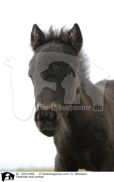 Falabella Fohlen Portrait / Falabella foal portrait / CD-01482