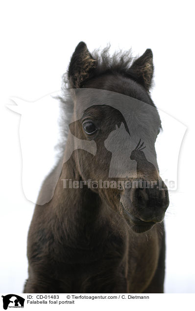Falabella foal portrait / CD-01483