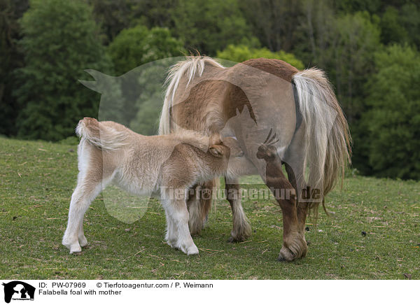 Falabella foal with mother / PW-07969