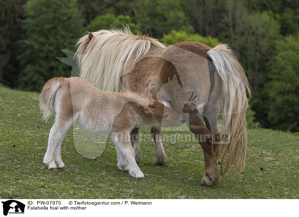 Falabella Fohlen mit Mutter / Falabella foal with mother / PW-07970