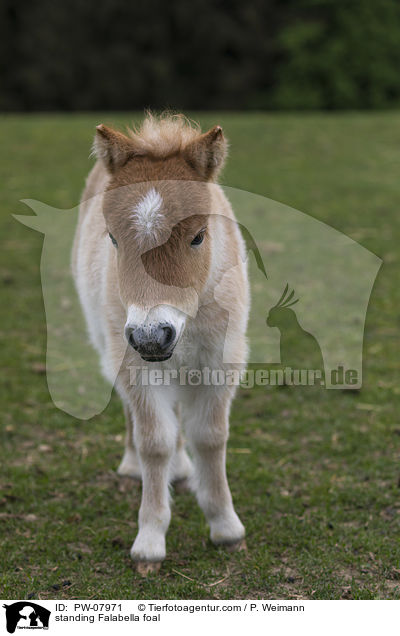stehendes Falabella Fohlen / standing Falabella foal / PW-07971