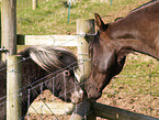 Falabella & Paso Fino