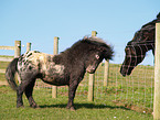 Falabella & Paso Fino