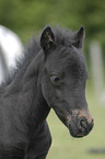 Falabella foal portrait