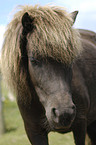 Falabella Portrait