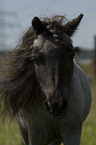 Falabella Portrait