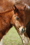 Falabella foal