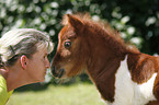 woman and Falabella foal