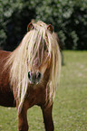 Falabella Portrait