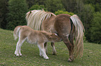 Falabella foal with mother