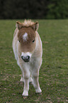 standing Falabella foal