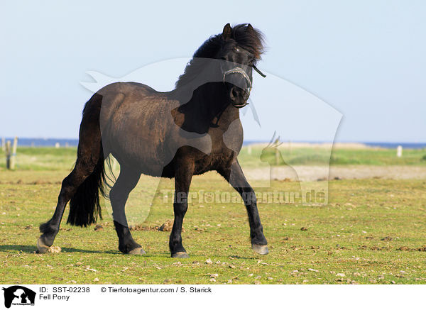 Merens Pony / Fell Pony / SST-02238