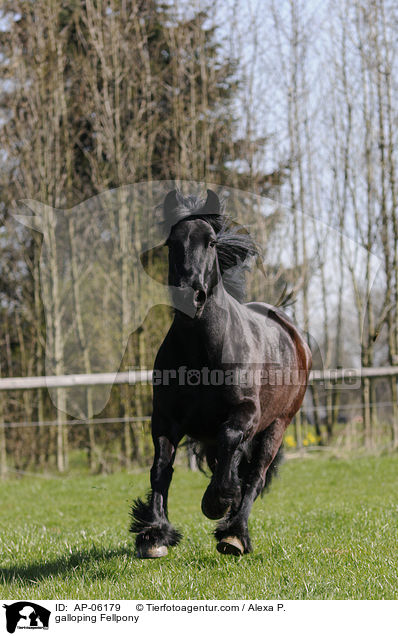 galloping Fellpony / AP-06179