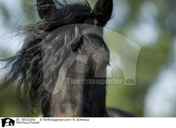 Fell Pony Portrait / NS-02383