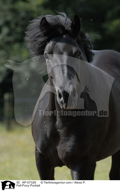 Fell Pony Portrait / AP-07326