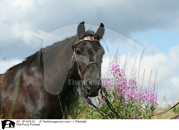 Fellpony Portrait / Fell Pony Portrait / IP-03519