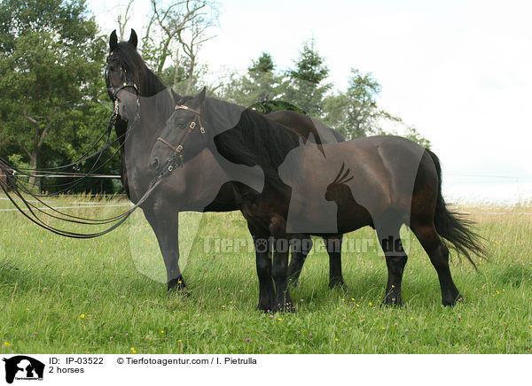 2 Pferde / 2 horses / IP-03522