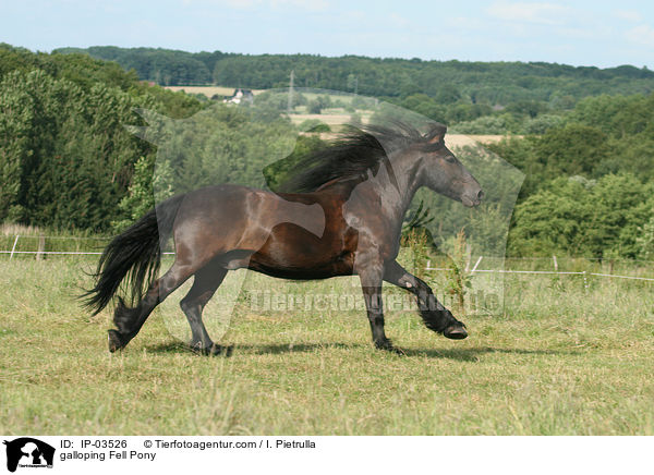 galoppierendes Fellpony / galloping Fell Pony / IP-03526