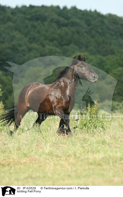 trabendes Fellpony / trotting Fell Pony / IP-03529