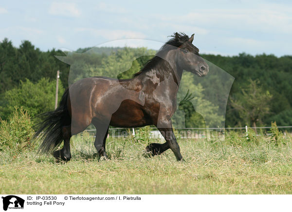 trabendes Fellpony / trotting Fell Pony / IP-03530