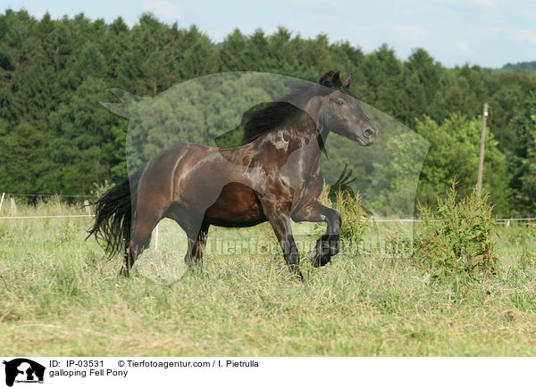 galloping Fell Pony / IP-03531