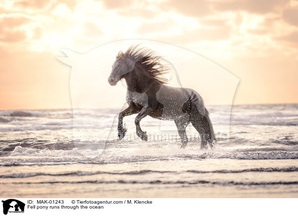 Fellpony rennt durchs Meer / Fell pony runs through the ocean / MAK-01243