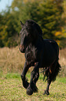 galloping Fellpony