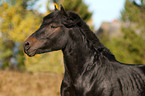 Fell Pony Portrait