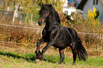 galloping Fellpony