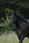 Fell Pony Portrait