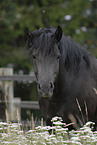 Fell Pony Portrait