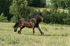 galloping Fell Pony