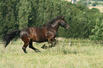 galloping Fell Pony