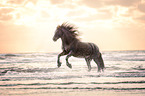 Fell pony runs through the ocean