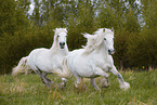 Fell ponies