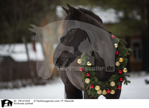 finnhorse portrait / PK-01025